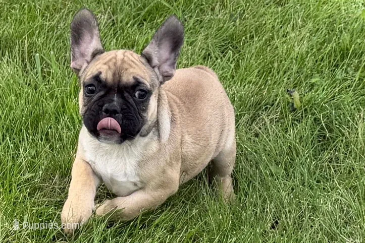 Princess  – French Bulldog puppy for sale in Sturgis, MI