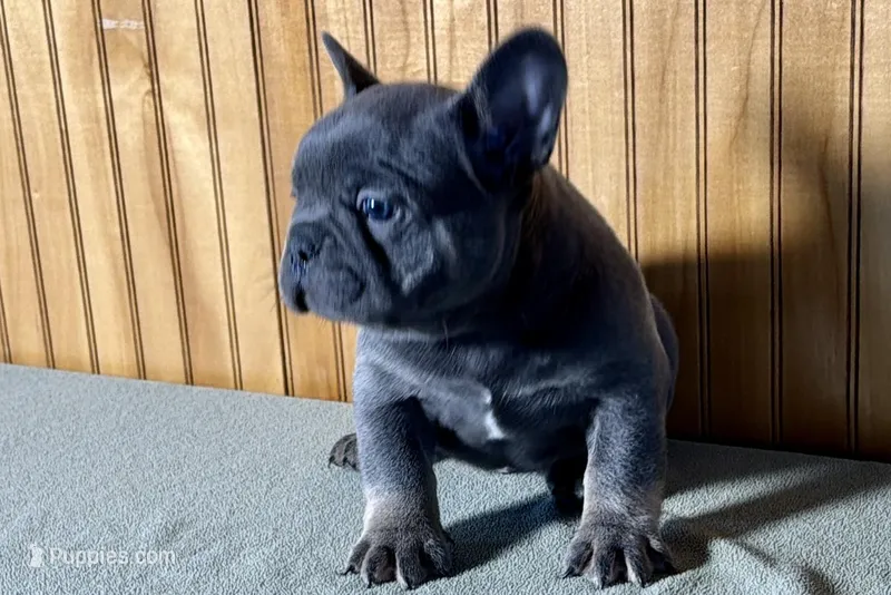 Ace – Boston Terrier, French Bulldog puppy for sale in Sturgis, MI