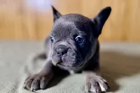 Ace, a male Boston Terrier and French Bulldog for sale in Sturgis, MI – Photo 9 of 10