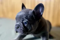 Ace, a male Boston Terrier and French Bulldog for sale in Sturgis, MI – Photo 4 of 10