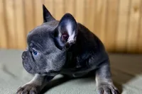 Ace, a male Boston Terrier and French Bulldog for sale in Sturgis, MI – Photo 5 of 10