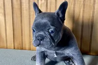 Ace, a male Boston Terrier and French Bulldog for sale in Sturgis, MI – Photo 8 of 10