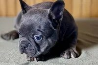 Ace, a male Boston Terrier and French Bulldog for sale in Sturgis, MI – Photo 2 of 10