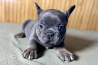 Ace, a male Boston Terrier and French Bulldog for sale in Sturgis, MI – Photo 10 of 10