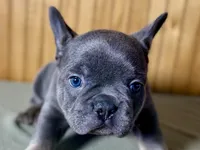 Ace, a male Boston Terrier and French Bulldog for sale in Sturgis, MI – Photo 3 of 10