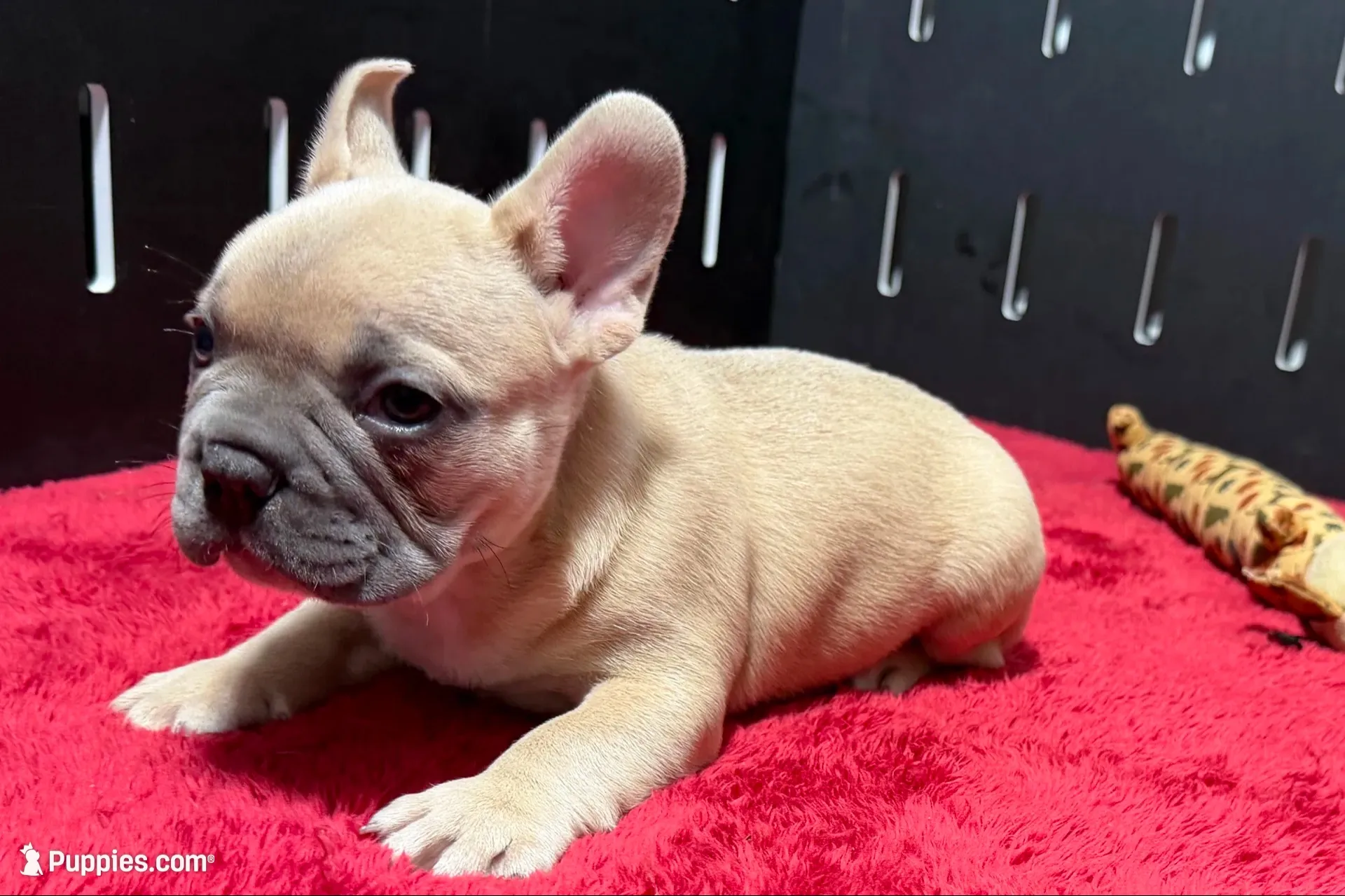 Luke, a  French Bulldog for sale in Sturgis, MI – 10 of 10