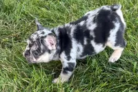 Calvin, a male French Bulldog for sale in Sturgis, MI – 3 of 9