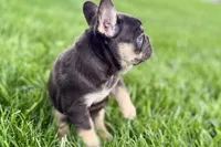 Daisy, a female French Bulldog for sale in Sturgis, MI – 3 of 10