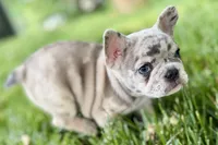 Gummy, a male French Bulldog for sale in Sturgis, MI – 7 of 10