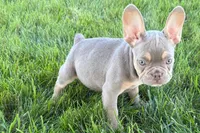 Eddie, a male French Bulldog for sale in Sturgis, MI – 2 of 9