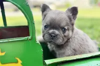 Samson, a male French Bulldog for sale in Sturgis, MI – 7 of 10