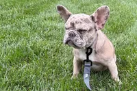 Gizmo, a male French Bulldog for sale in Sturgis, MI – 10 of 10