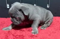 Lionel, a  French Bulldog for sale in Sturgis, MI – 3 of 10