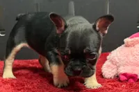 Zara , a male French Bulldog for sale in Sturgis, MI – 8 of 9