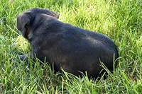 Quincy, a male Frenchton for sale in Sturgis, MI – 10 of 10