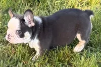 Chandler , a male French Bulldog for sale in Sturgis, MI – 2 of 10