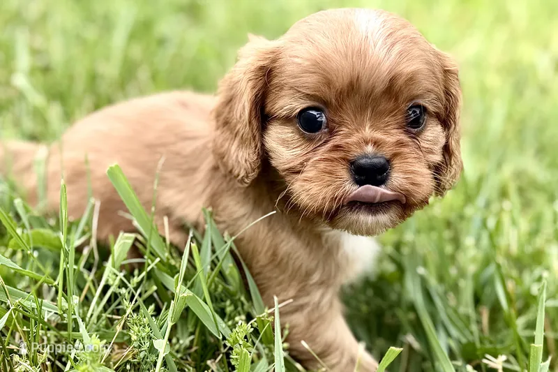 Aiden – Cavalier King Charles Spaniel puppy for sale in Sturgis, MI