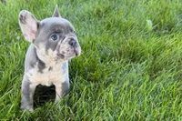 Rafe, a male French Bulldog for sale in Sturgis, MI – 9 of 9