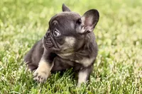 Mia, a female French Bulldog for sale in Sturgis, MI – 9 of 9