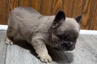 Ruthie, a female French Bulldog for sale in Sturgis, MI – 3 of 9