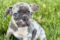 Breezy , a female French Bulldog for sale in Sturgis, MI – 2 of 10