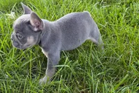 Ronnie, a male French Bulldog for sale in Sturgis, MI – 10 of 10