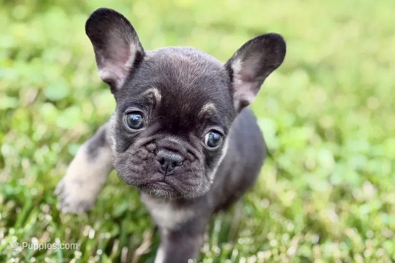 Mia – French Bulldog puppy for sale in Sturgis, MI