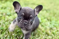 Mia, a female French Bulldog for sale in Sturgis, MI – 1 of 9