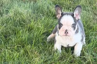 Chandler , a male French Bulldog for sale in Sturgis, MI – 5 of 10
