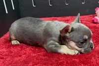 Zilo, a male French Bulldog for sale in Sturgis, MI – 5 of 10