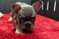 Xyla , a female French Bulldog for sale in Sturgis, MI – 5 of 6