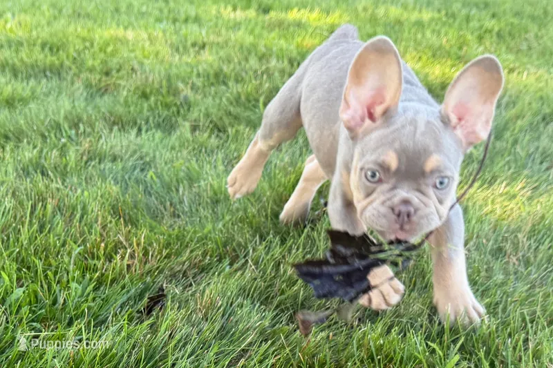 Eddie – French Bulldog puppy for sale in Sturgis, MI