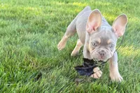 Eddie, a male French Bulldog for sale in Sturgis, MI – 1 of 9