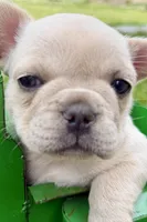Skye , a female French Bulldog for sale in Sturgis, MI – 6 of 9