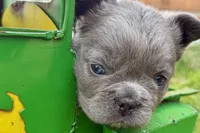 Star, a female French Bulldog for sale in Sturgis, MI – 5 of 9