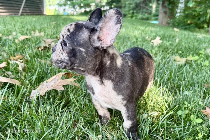 Ginger – French Bulldog puppy for sale in Sturgis, MI