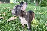 Ginger, a female French Bulldog for sale in Sturgis, MI – 1 of 8