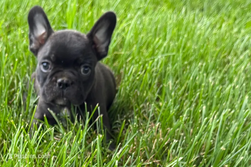Verle – Frenchton puppy for sale in Sturgis, MI
