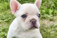 Stella, a female French Bulldog for sale in Sturgis, MI – 2 of 10