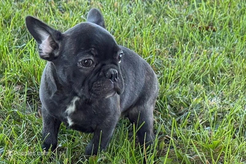 Verle – Frenchton puppy for sale in Sturgis, MI