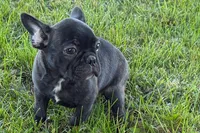 Verle, a male Frenchton for sale in Sturgis, MI – 1 of 10