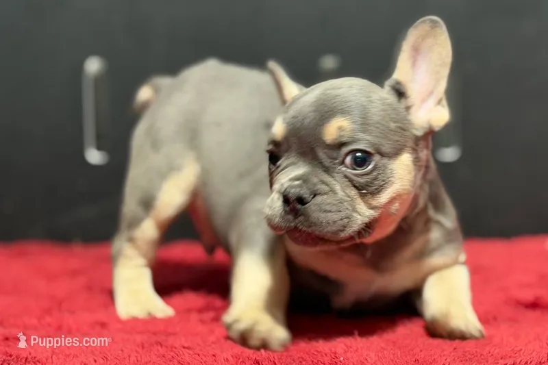 Zilo – French Bulldog puppy for sale in Sturgis, MI