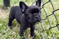 Clover, a female French Bulldog for sale in Sturgis, MI – 5 of 9