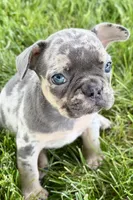 Breezy , a female French Bulldog for sale in Sturgis, MI – 5 of 10