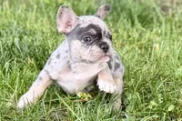 Greta, a female French Bulldog for sale in Sturgis, MI – 2 of 9
