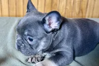 Ari, a female Boston Terrier and French Bulldog for sale in Sturgis, MI – Photo 4 of 7