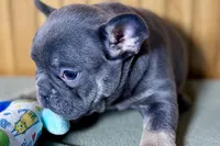 Ari, a female Boston Terrier and French Bulldog for sale in Sturgis, MI – Photo 7 of 7