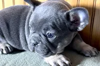 Ari, a female Boston Terrier and French Bulldog for sale in Sturgis, MI – Photo 2 of 7