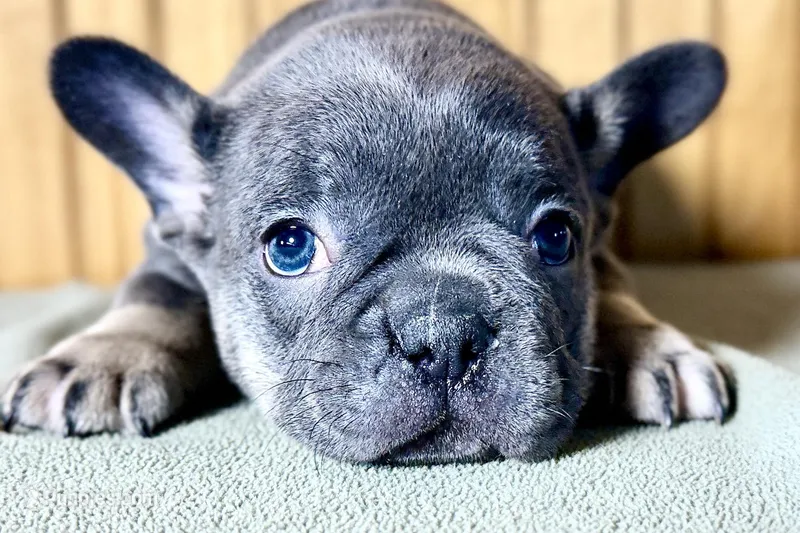 Ari – Boston Terrier, French Bulldog puppy for sale in Sturgis, MI