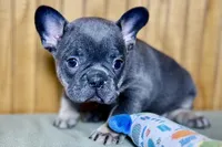 Ari, a female Boston Terrier and French Bulldog for sale in Sturgis, MI – Photo 3 of 7